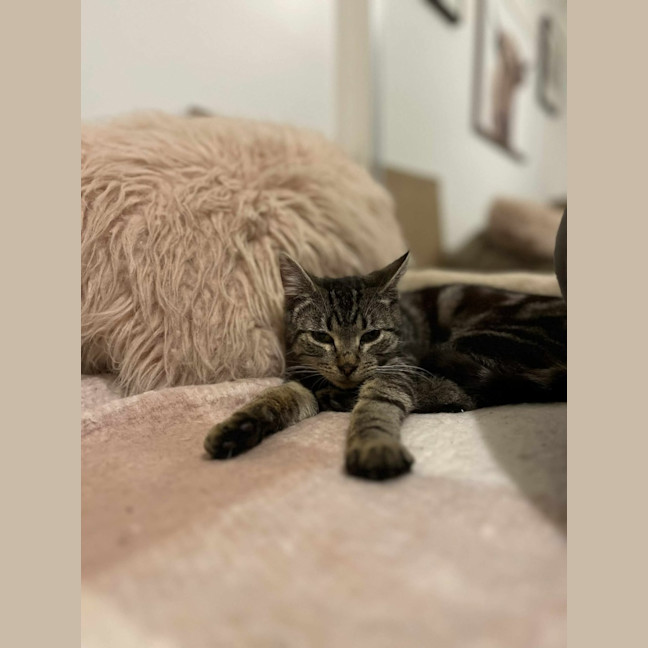 Photo of S'mores   Located In Frankston