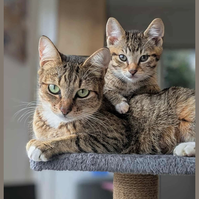 Photo of Clover & Wolfie