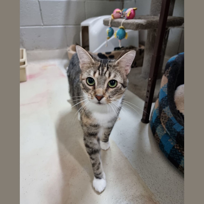 Photo of Dahlia