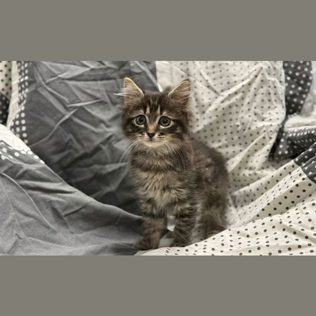 Photo of Poppy