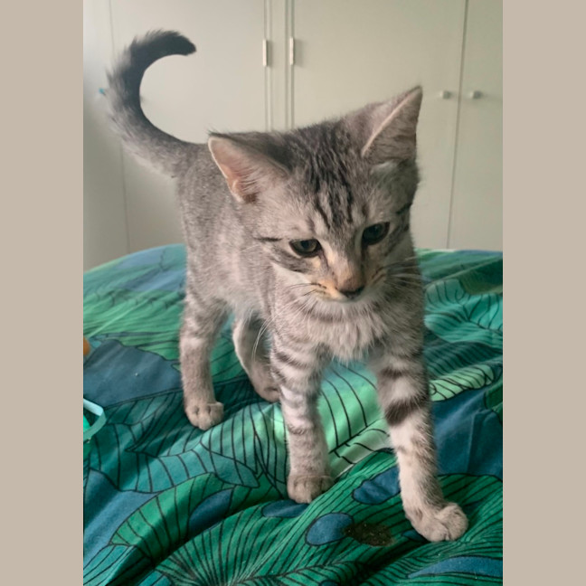 Photo of Mochi