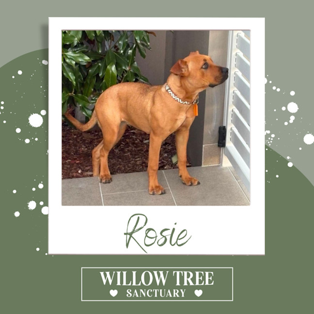 Photo of Rosie