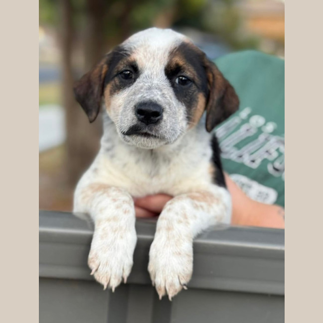 Photo of Curly Wurly 