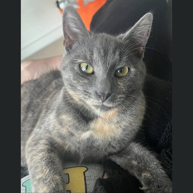 Photo of Moxie
