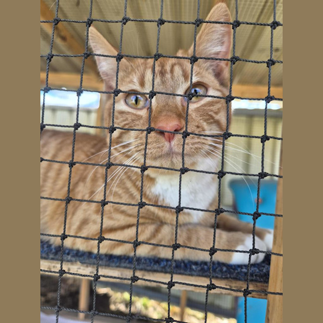 Photo of Topaz