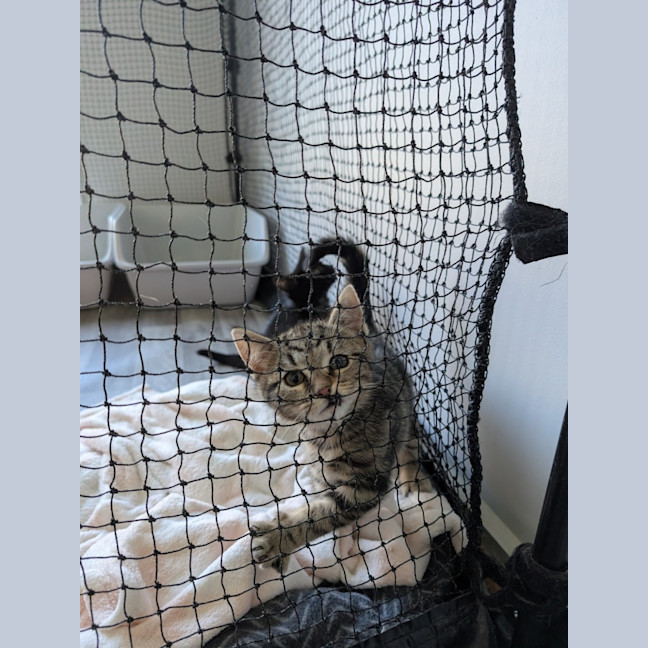 Photo of Tommy (Green Goblin)