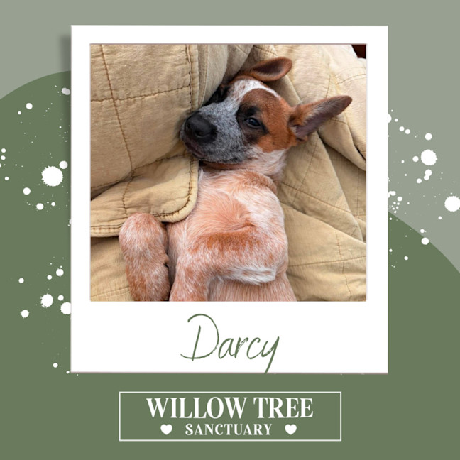 Photo of Darcy