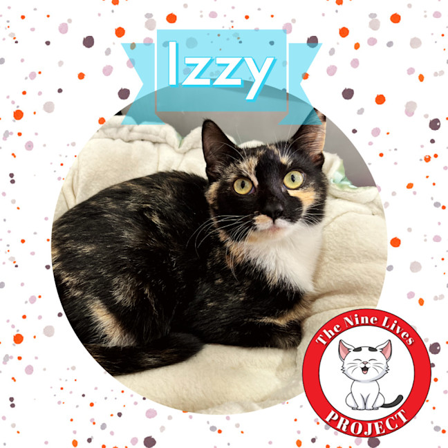 Photo of Izzy *9 Lives Project Rescue*