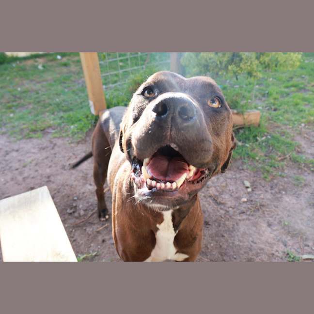 Photo of Charley
