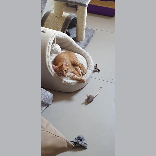 Photo of Lemon & Lime 