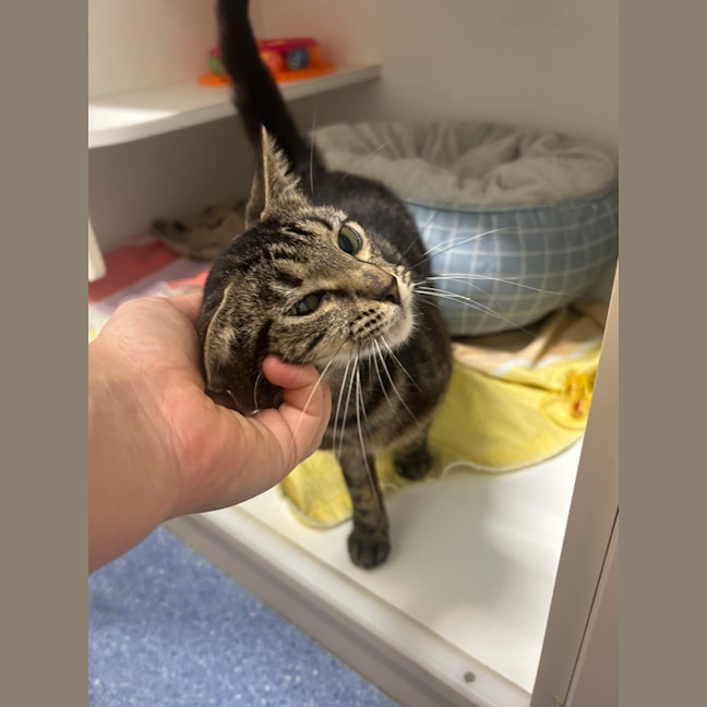 Photo of Tiny