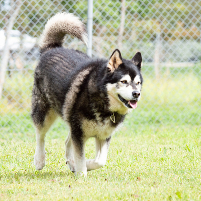 Photo of Cardie