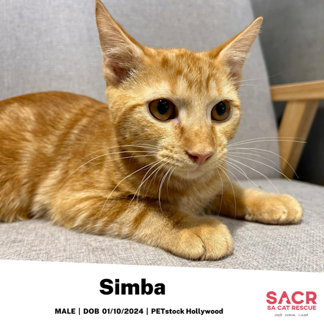 Photo of Simba