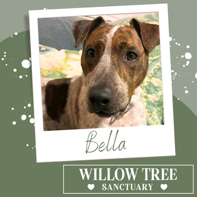 Photo of Bella