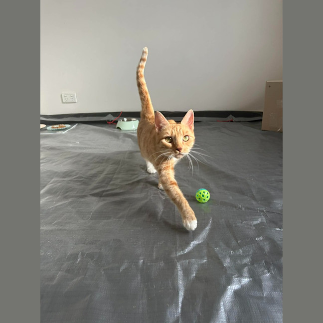 Photo of Mishka