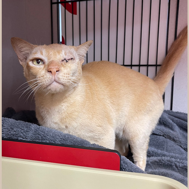 Photo of Goose