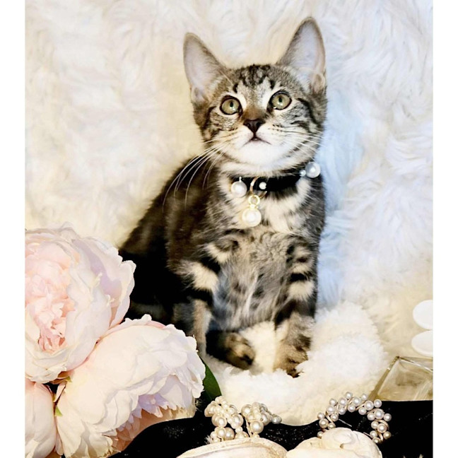 Photo of 13763   Pearl