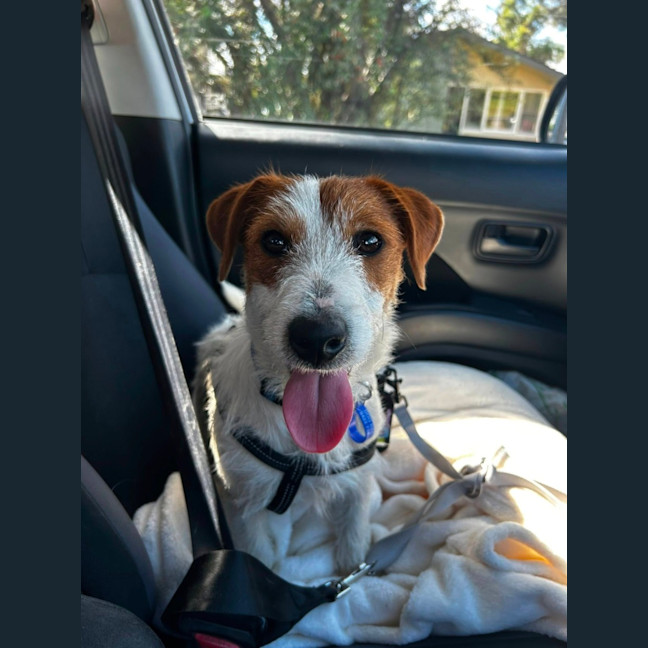 Photo of Stubby   8 Month Old Jack Russell 