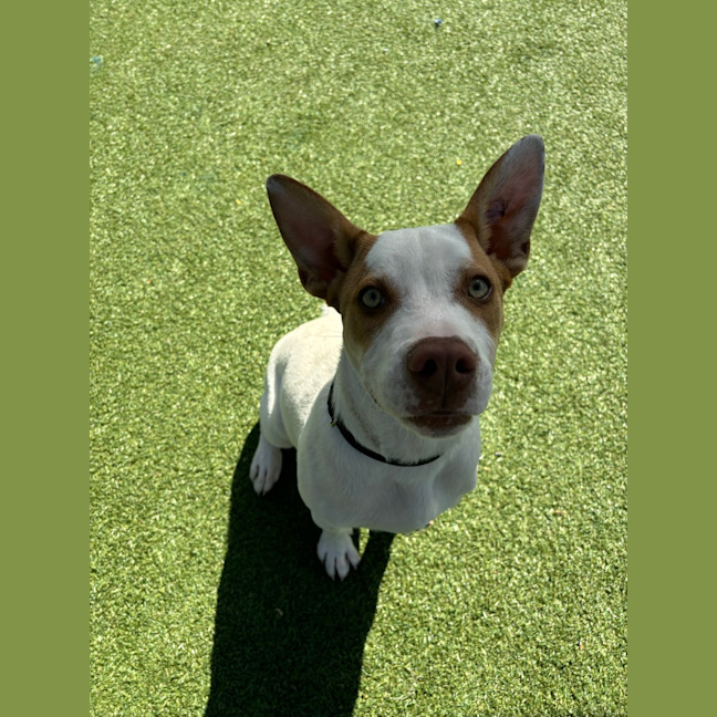 Photo of Loki