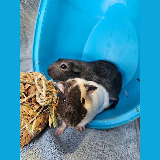 Photo of Penny