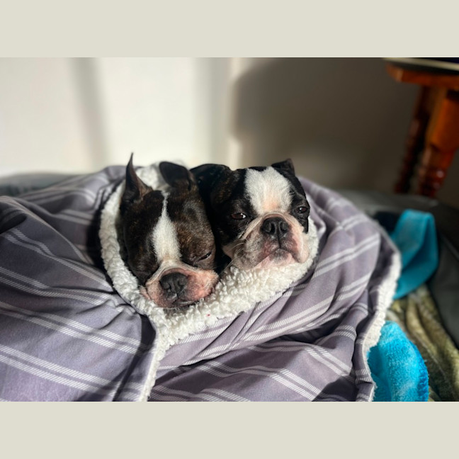 Photo of Cash & Casino   4 & 2 Year Old Boston Terriers