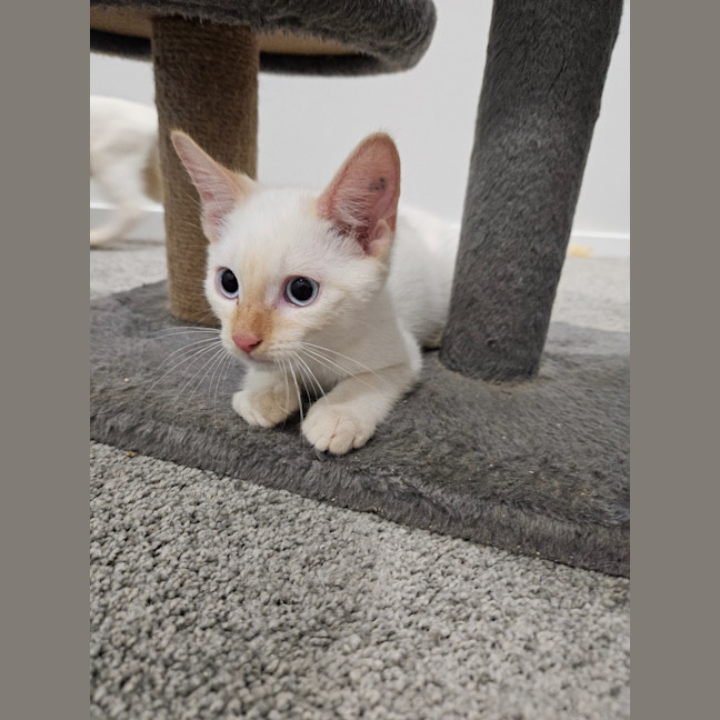 Photo of Nimbus