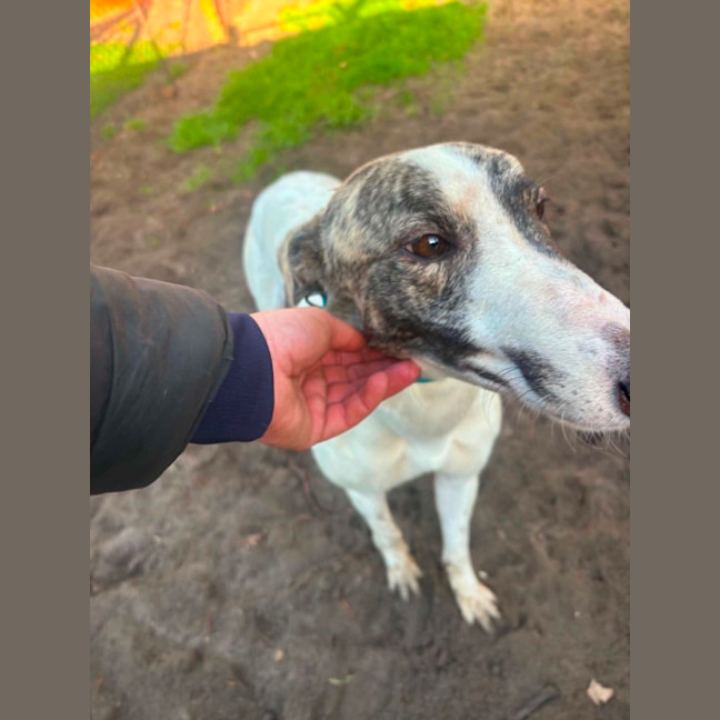 Photo of Karma   Greyhound Boy