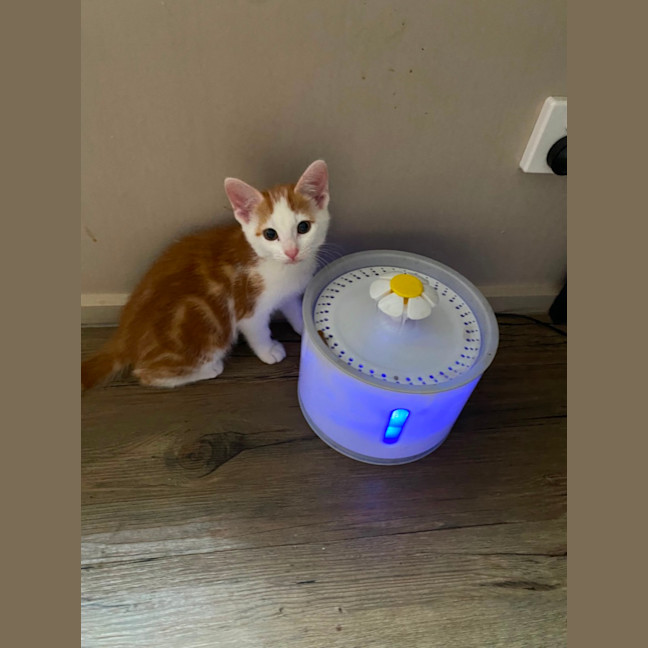 Photo of Caramel Chai  Meet Me At Pet Stock Carrum Downs