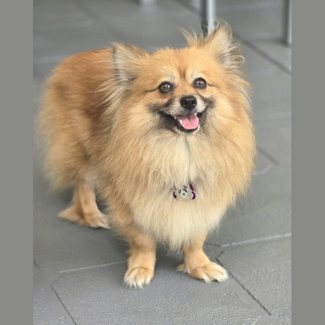 Photo of Coco