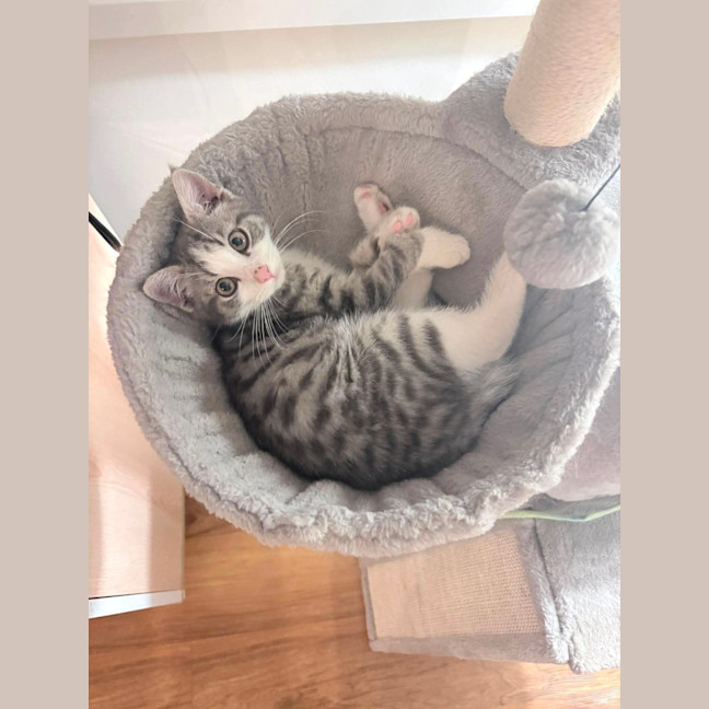 Photo of Biscuit