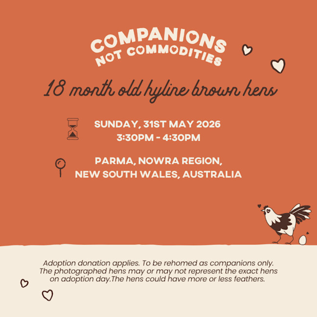 Photo of Adoption Day  Rescue Hens  Nowra, Nsw