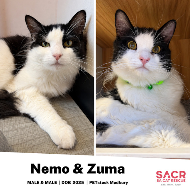 Photo of Nemo & Zuma
