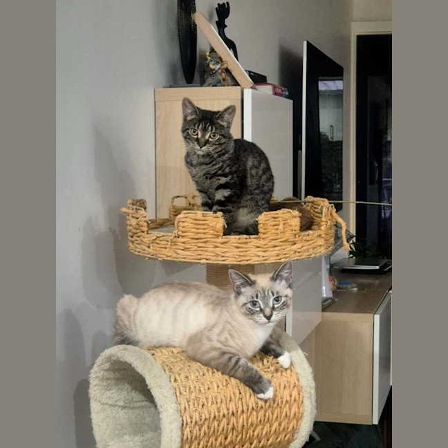 Photo of Pepper 