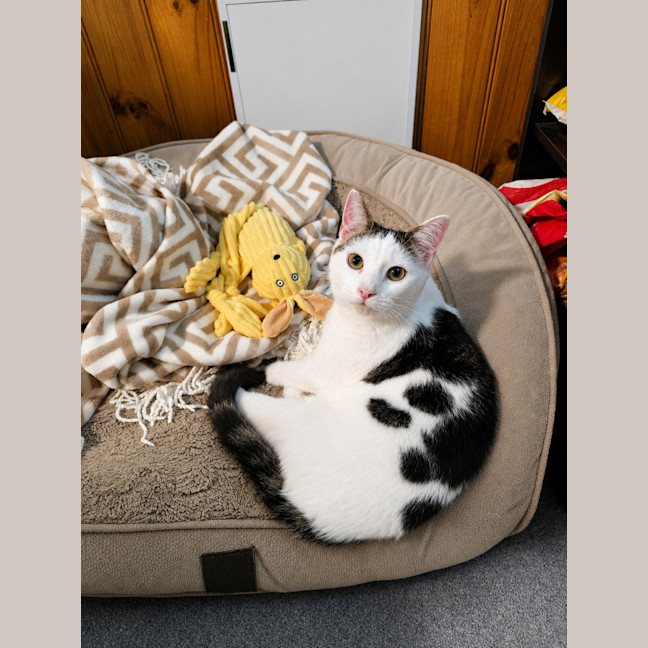 Photo of Domino