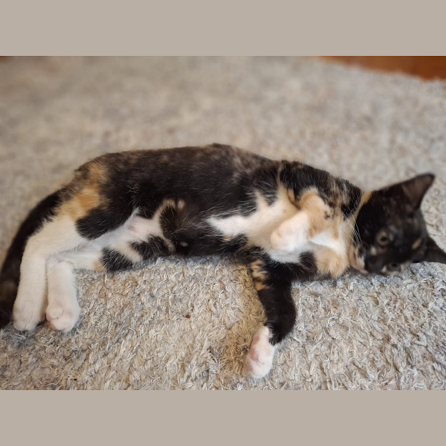 Photo of Ember