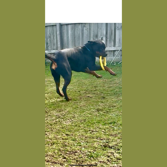 Photo of Duke
