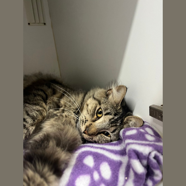 Photo of Frilly