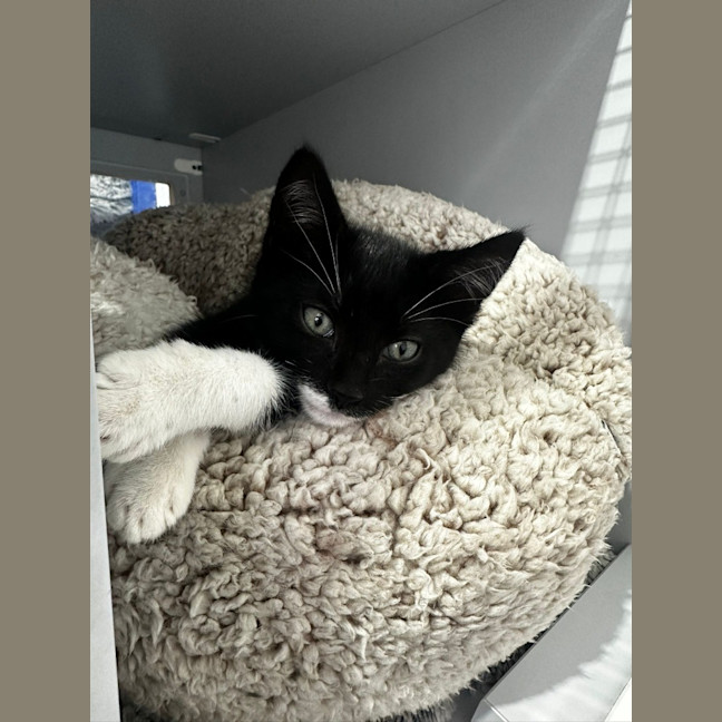 Photo of Pirate