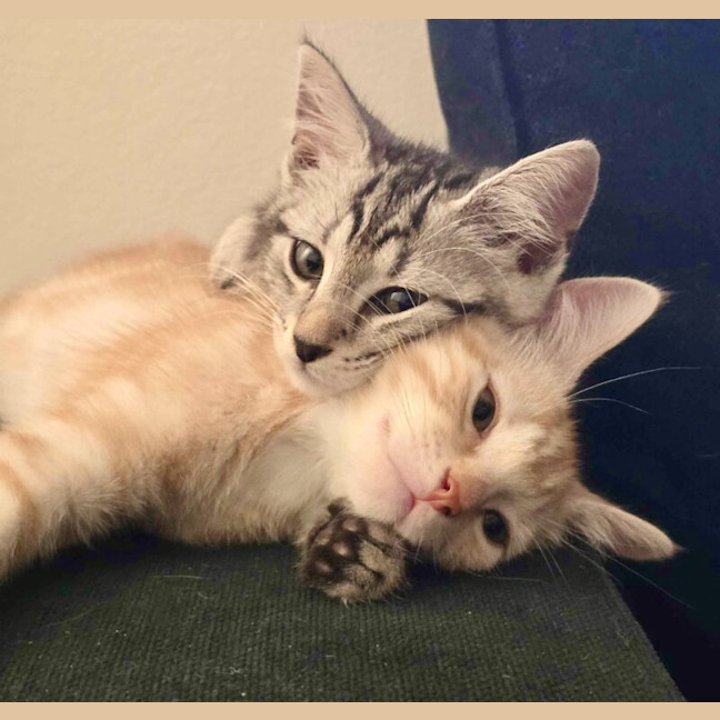 Photo of Barley Sugar