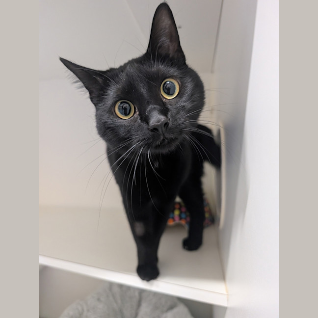 Photo of Willow 