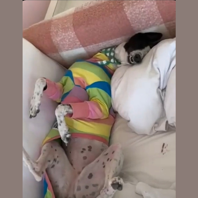 Photo of Zoe, The Greyhound