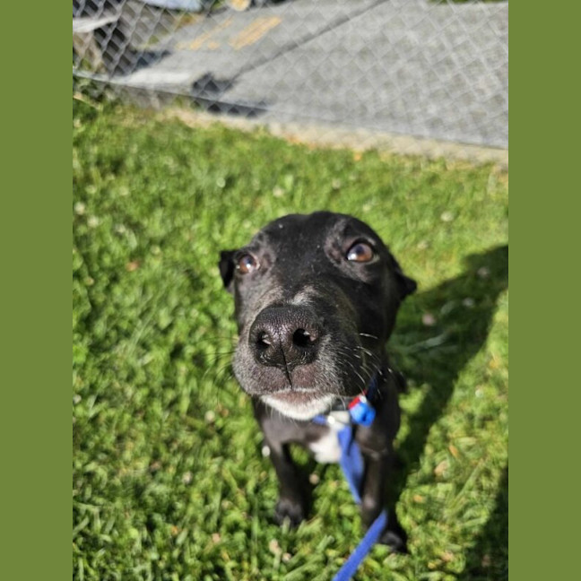 Photo of Ryder