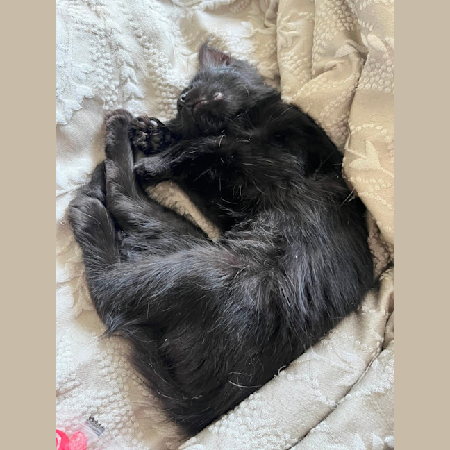 Photo of Chloe *9 Lives Project Rescue*