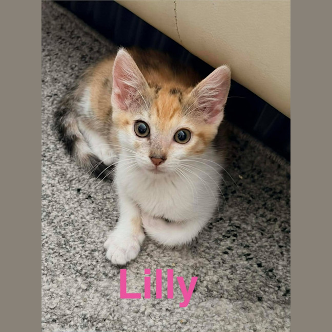 Photo of Lilly