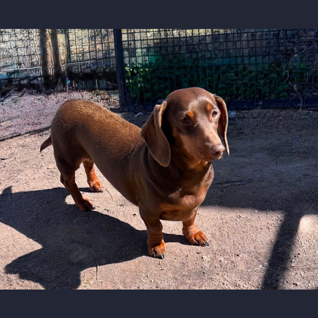 Photo of Ruby
