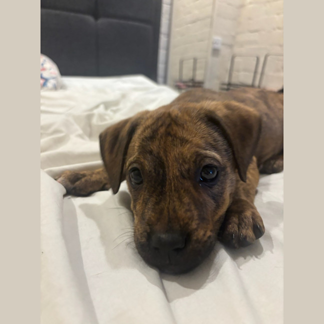 Photo of Poppy   9 Week Old Ridgeback X