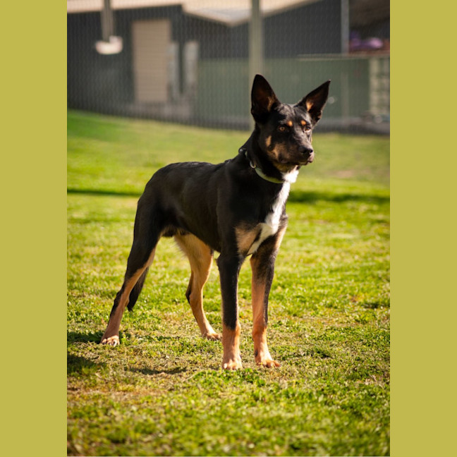 Photo of Duke