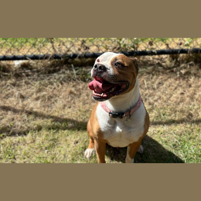 Photo of Simba