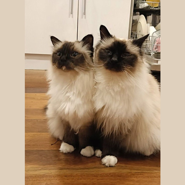 Photo of Basil And Chives 