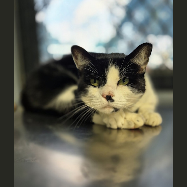 Photo of Oreo